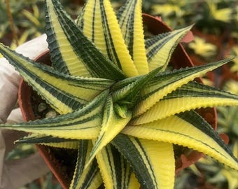 Haworthia Variegated Limifolia (3”)