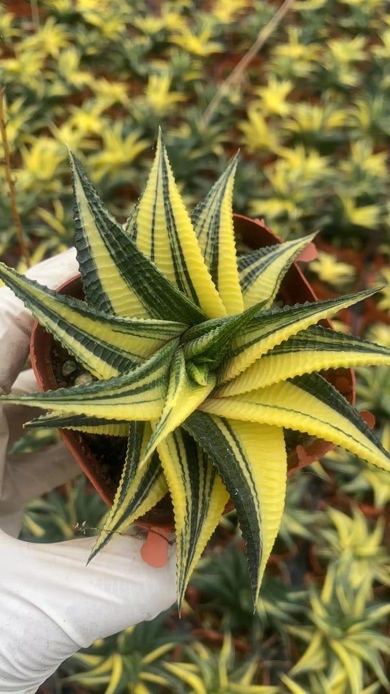 Haworthia Variegated Limifolia (3”) - Etsy
