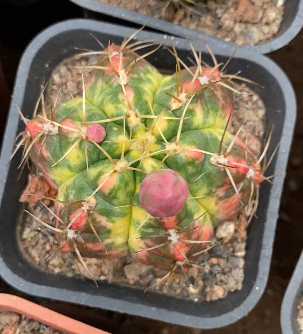 Gymnocalycium Horstii Variegata 3