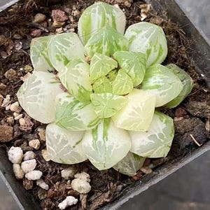 Rare Variegated Haworthia Cooperi Succulent - Unique and Stunning Indoor Plant