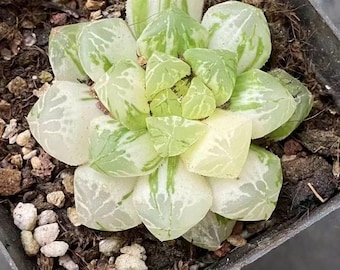 Rare Variegated Haworthia Cooperi Succulent: Unique Indoor Plant