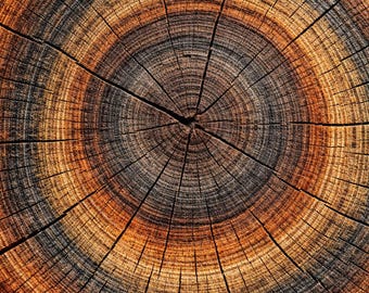 Colorful Tree Ring Print – Wall Art Digital Download