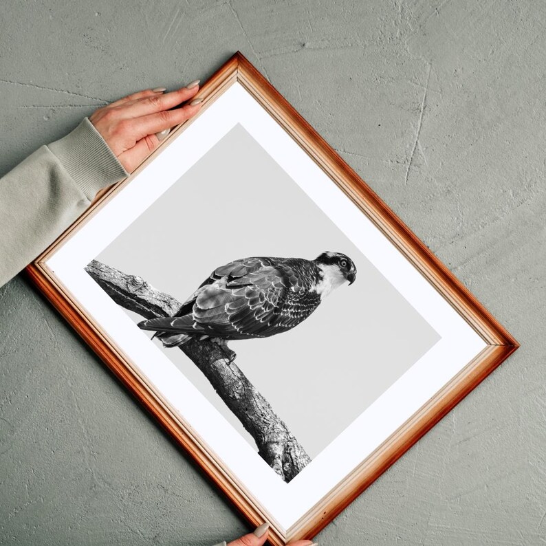 Osprey, Wildlife Photography, Bird Photo Print, Nature Wall Art, Bird