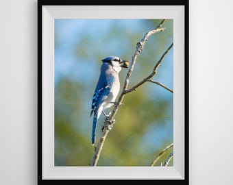 Stunning Blue Jay Wildlife Print Perfect for Bird Lovers, Nature Enthusiasts, and Home Decor Wall Art, Bird Photography, Wildlife Birds