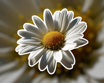 Puede incluir: Una margarita blanca con un centro amarillo, la flor está enfocada y el fondo está desenfocado.