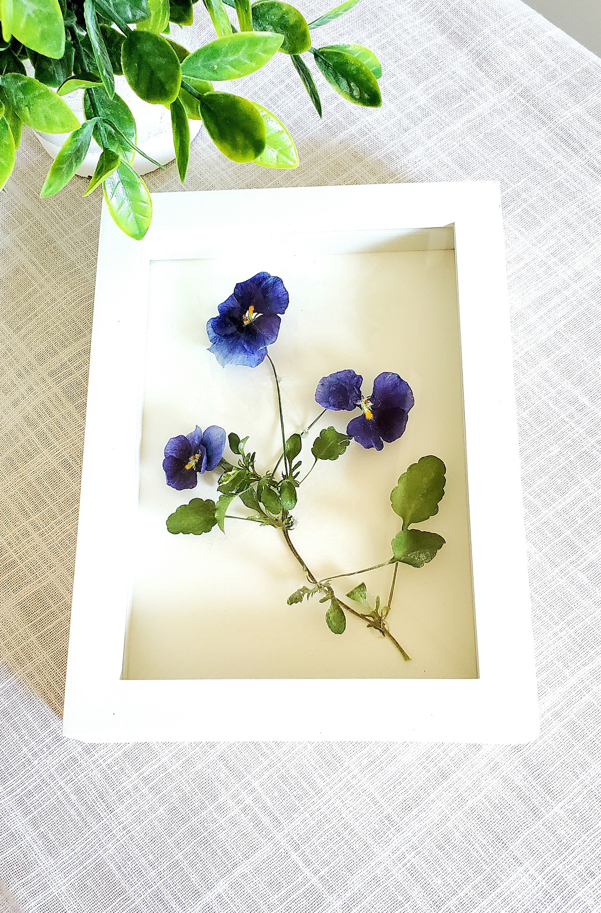 Dried Flower Wall Frame Pansies Pressed Flower Frame Flower Etsy