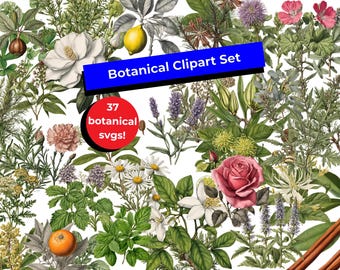 37 file clipart SVG botanici: piante, erbe, fiori