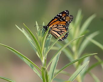 50 seeds Milkweed Swan Plant Monarch Butterfly Host Plant - Gomphocarpus physocarpus