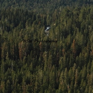 Forest Landscape Photo, Trees, Digital Print, Landscape Photography, Wall Art, Wall Decor, Wall Hanging