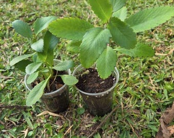 Kalanchoe Pinnata-växt, två helt rotade plantor
