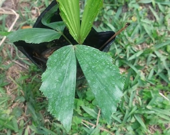 Fishtail Palm - Caryota mitis