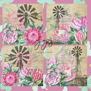 Puede incluir: Cuatro impresiones cuadradas con un molino de viento y flores de protea rosas sobre un fondo de estilo vintage. Las impresiones tienen un aspecto envejecido con texto descolorido y un efecto acuarela. El fondo es rosa suave con mariposas y detalles dorados.