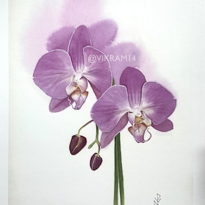 Pink Orchid Art Print