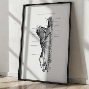 Muscles of the Shoulder Print - Anatomy Art Printable - Vintage Anatomy - Human Muscles Print - Printable Wall Art - Scientific Poster