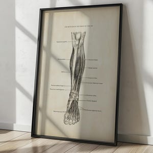 Muscles of the front of the leg - Anatomy Printable - Vintage Anatomy - Human Muscles Print - Printable Wall Art - Scientific Poster