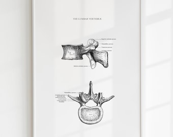 Lendenwervels anatomie kunstafdruk: vintage poster rug (digitale download)