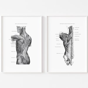 Muscles of the Back and Shoulder Print -Anatomy Art Printable - Vintage Anatomy -Human Muscles Print - Printable Wall Art -Scientific Poster