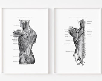 Vintage anatomitryck: Rygg- och axelmuskler (digital nedladdning)