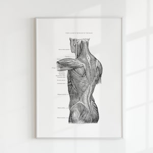 Print spieren van de rug - afdrukbare anatomie kunst - vintage anatomie - menselijke spieren print - afdrukbare muurkunst - wetenschappelijke poster