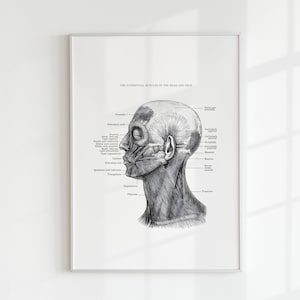 Muscles of the Head and Neck Print - Anatomy Printable - Vintage Anatomy - Human Muscles Print - Printable Wall Art - Scientific Poster