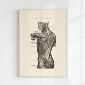 Muscles of the Back Print - Anatomy Art Printable - Vintage Anatomy - Human Muscles Print - Printable Wall Art - Scientific Poster