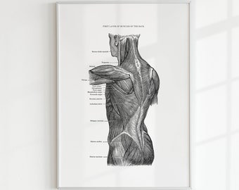 Vintage Anatomische Kunst: Bauchmuskulatur Kunstdruck (Digitaler Download)