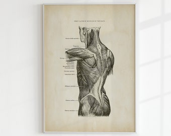 Vintage Anatomie Druck: Rückenmuskulatur - Wissenschaftliches Poster (Digitaler Download)