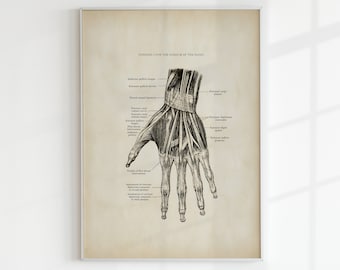 Hand Mucles Drawing Muscles of the Human Hand - Etsy Canada