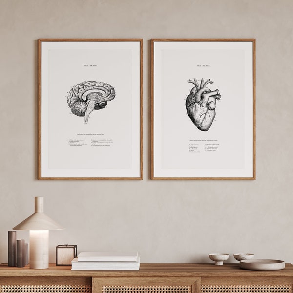 Coeur anatomique - cerveau anatomique - lot de 2 - impression coeur anatomique - art mural imprimable - anatomie humaine vintage - affiche scientifique