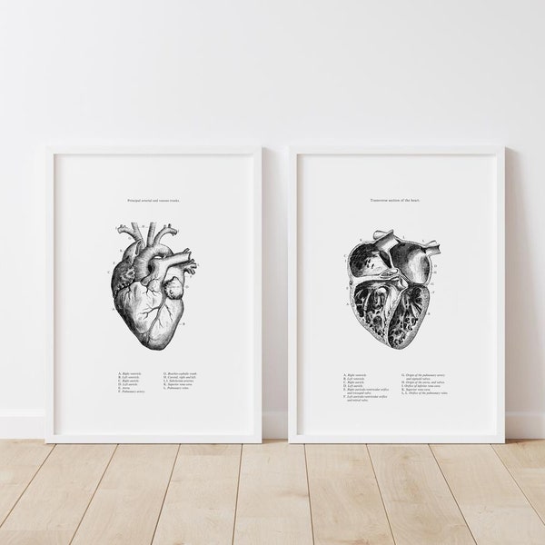 Vintage Anatomical - Etsy