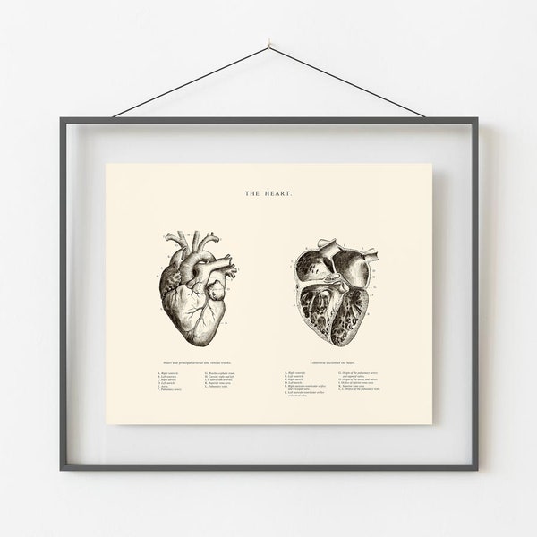 Anatomical Heart Print - Printable Wall Art - Heart Wall Art - Vintage Anatomy  - Home Decor - Human Heart Anatomy - Scientific Poster