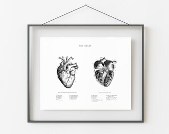 Anatomical Heart Vintage Art Print: Human Anatomy Poster (Digital Download)