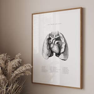 Puede incluir: Una ilustración anatómica en blanco y negro del corazón y los pulmones. La imagen está etiquetada con los nombres de las diferentes partes del corazón y los pulmones. El título de la ilustración es "The Heart and Lungs."