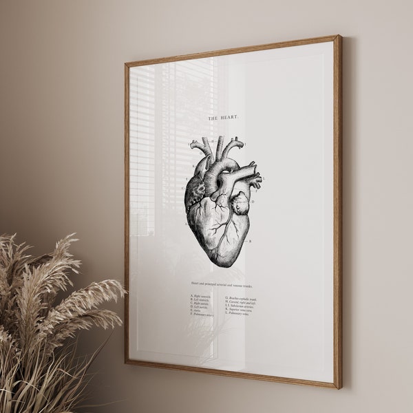 Impresión anatómica del corazón - Arte de pared imprimible - Arte de la pared del corazón - Anatomía vintage - Blanco negro - Anatomía del corazón humano - Cartel científico