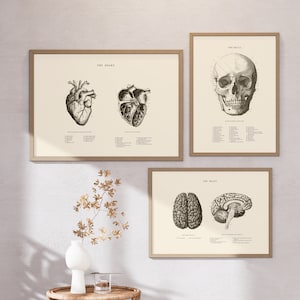 Anatomical Heart -Anatomical Brain -Human Skull -Set of 3 -Anatomical Heart Print -Printable Art -Vintage Human Anatomy -Scientificn Poster