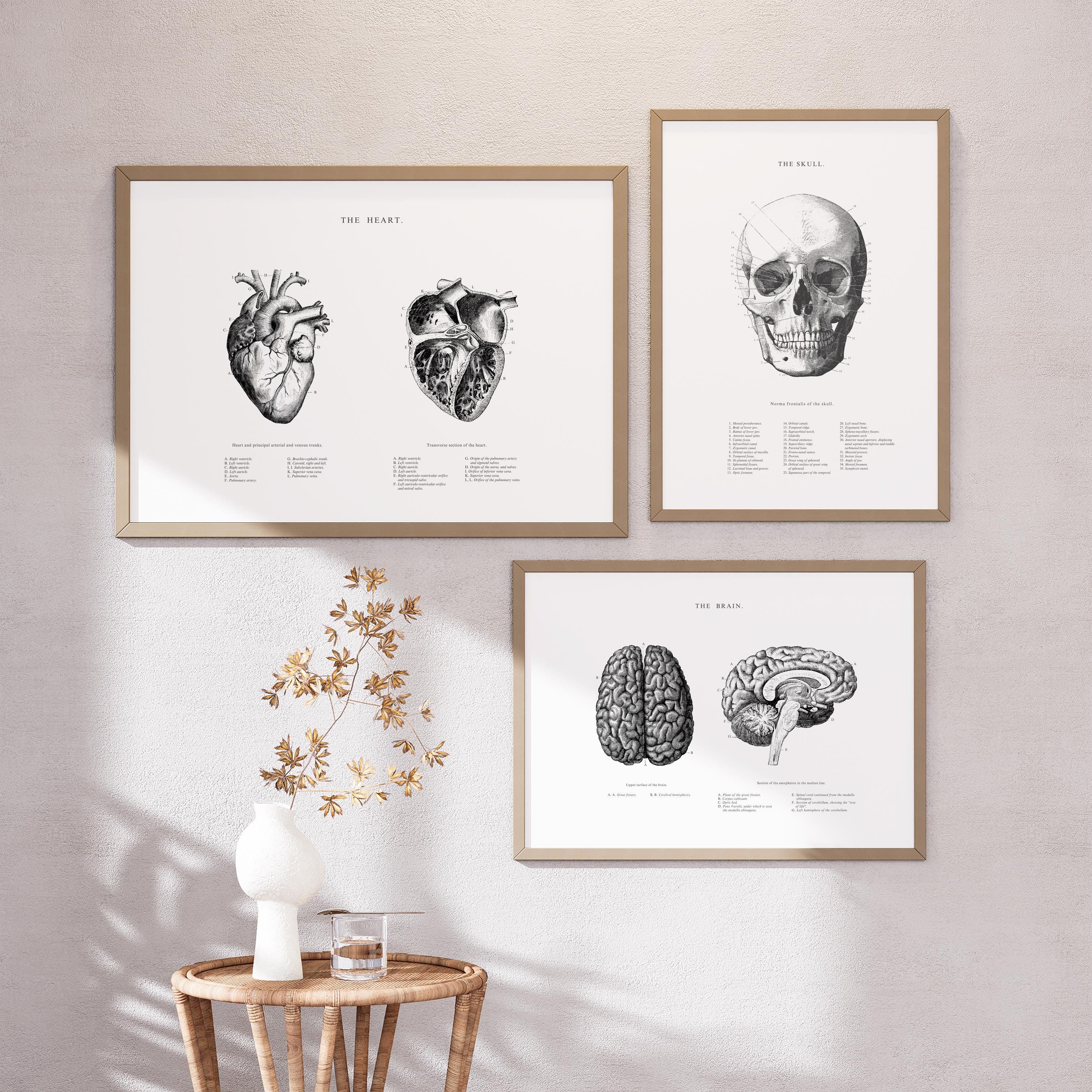 Anatomical Heart Brain Skull Print Set: Vintage Anatomy Art (digital ...