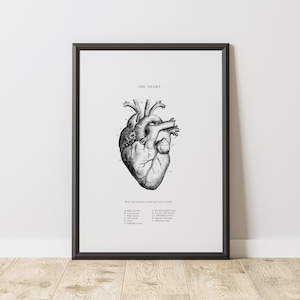 May include: A black and white anatomical illustration of the human heart with labeled parts. The title "THE HEART" is at the top of the image. The caption below the image reads "Heart and principal arterial and venous routes."