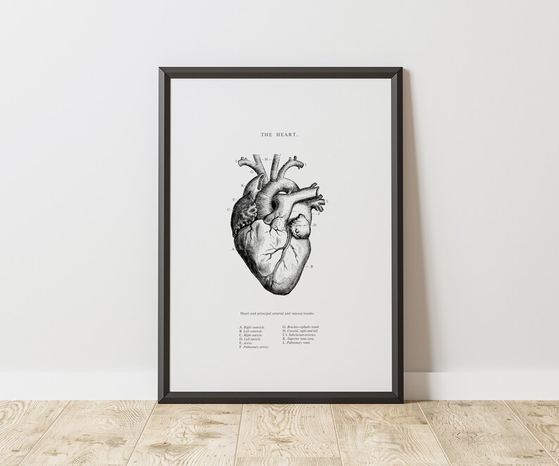 May include: A black and white anatomical illustration of the human heart with labeled parts. The title "THE HEART" is at the top of the image. The caption below the image reads "Heart and principal arterial and venous routes."
