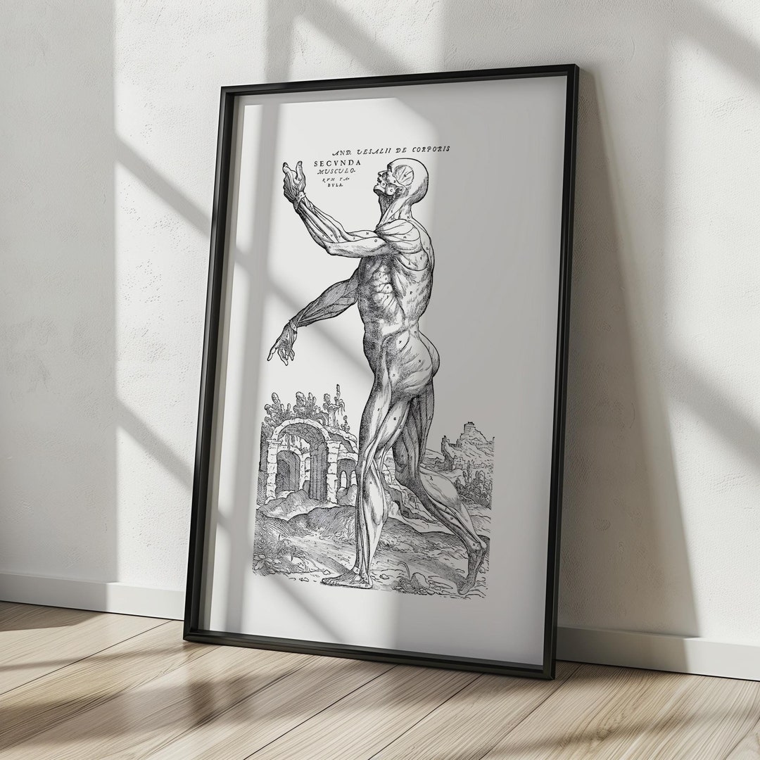 Vesalius Anatomy Print: Renaissance Human Muscles Art (digital Download ...