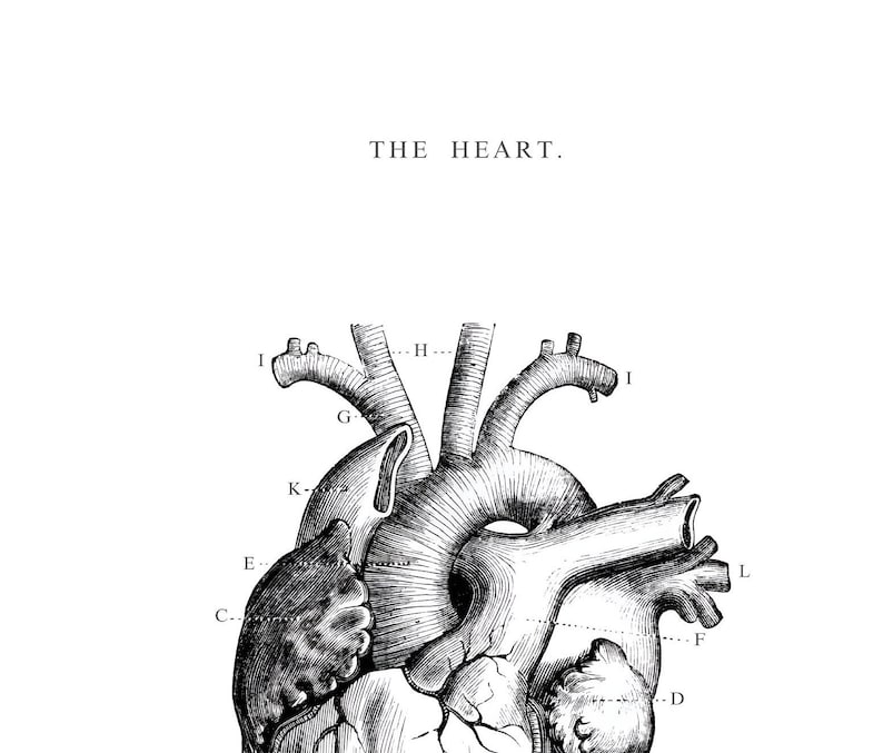May include: A black and white anatomical illustration of the human heart with labeled parts. The image is titled "THE HEART."