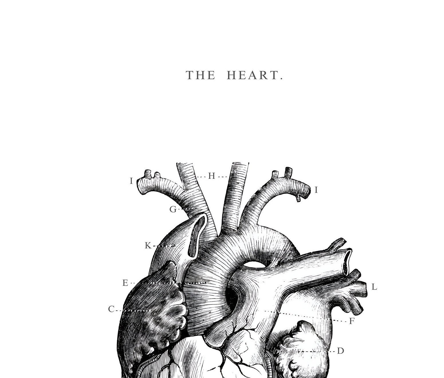 Anatomical Heart Print Printable Wall Art Heart Wall Art Vintage ...