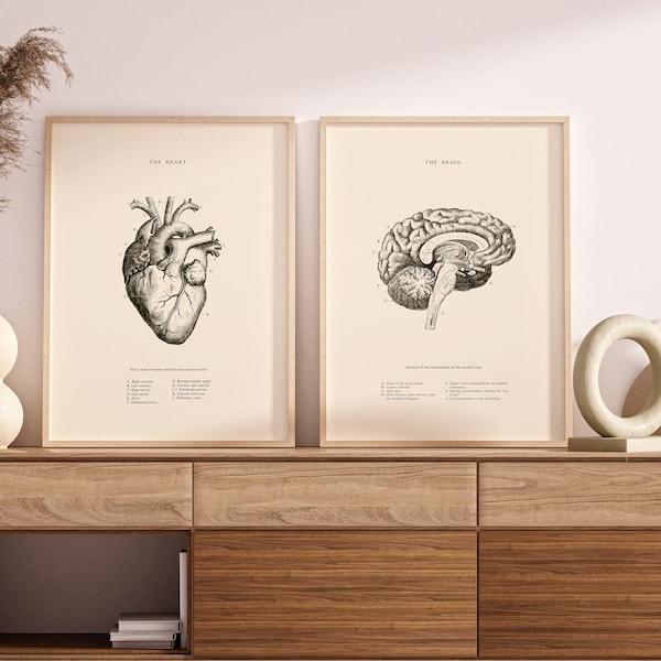 Anatomical Heart - Anatomical Brain - Set of 2 - Anatomical Heart Print - Printable Wall Art - Vintage Human Anatomy - Scientific Poster