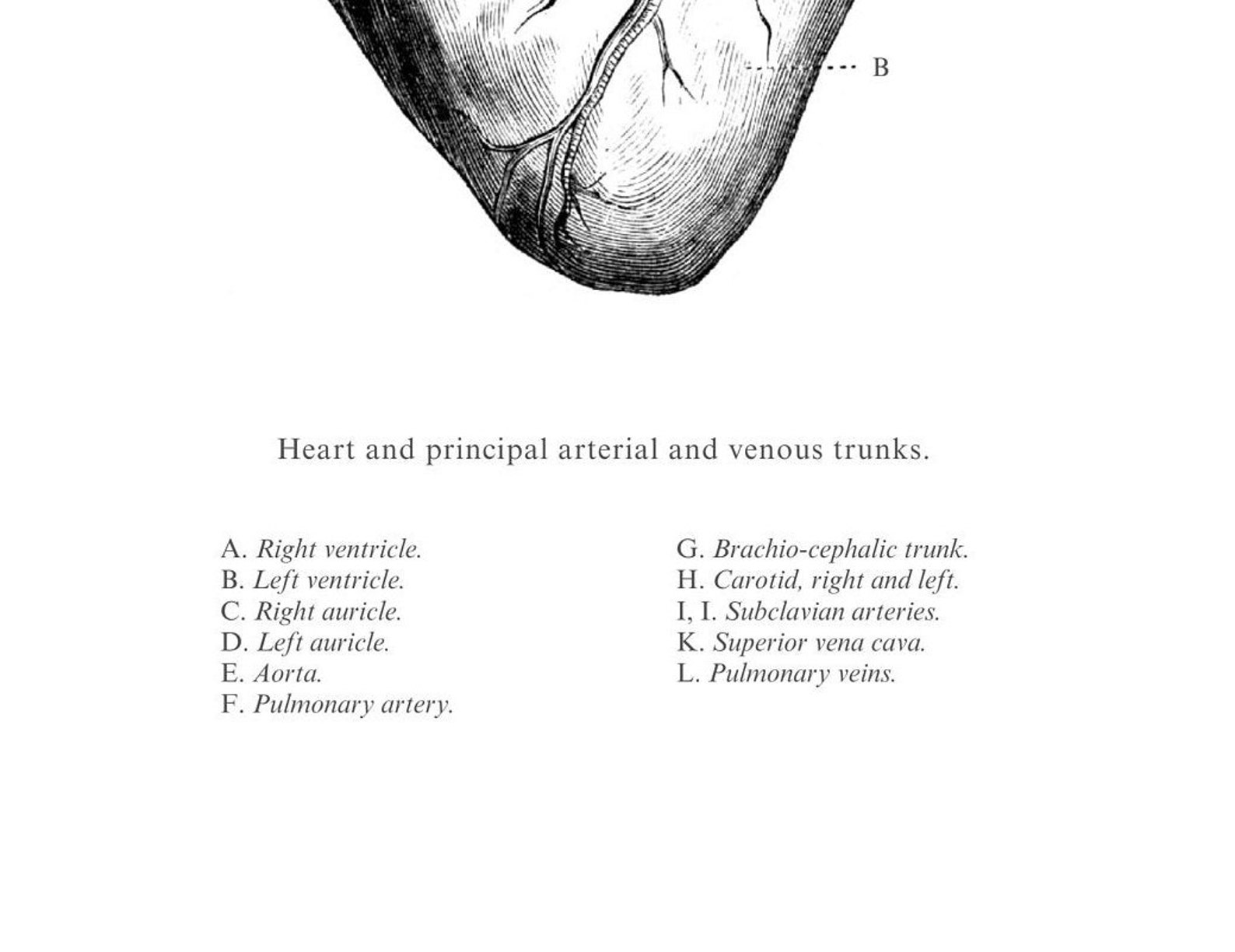 Anatomical Heart Print - Printable Wall Art - Heart Wall Art - Vintage ...