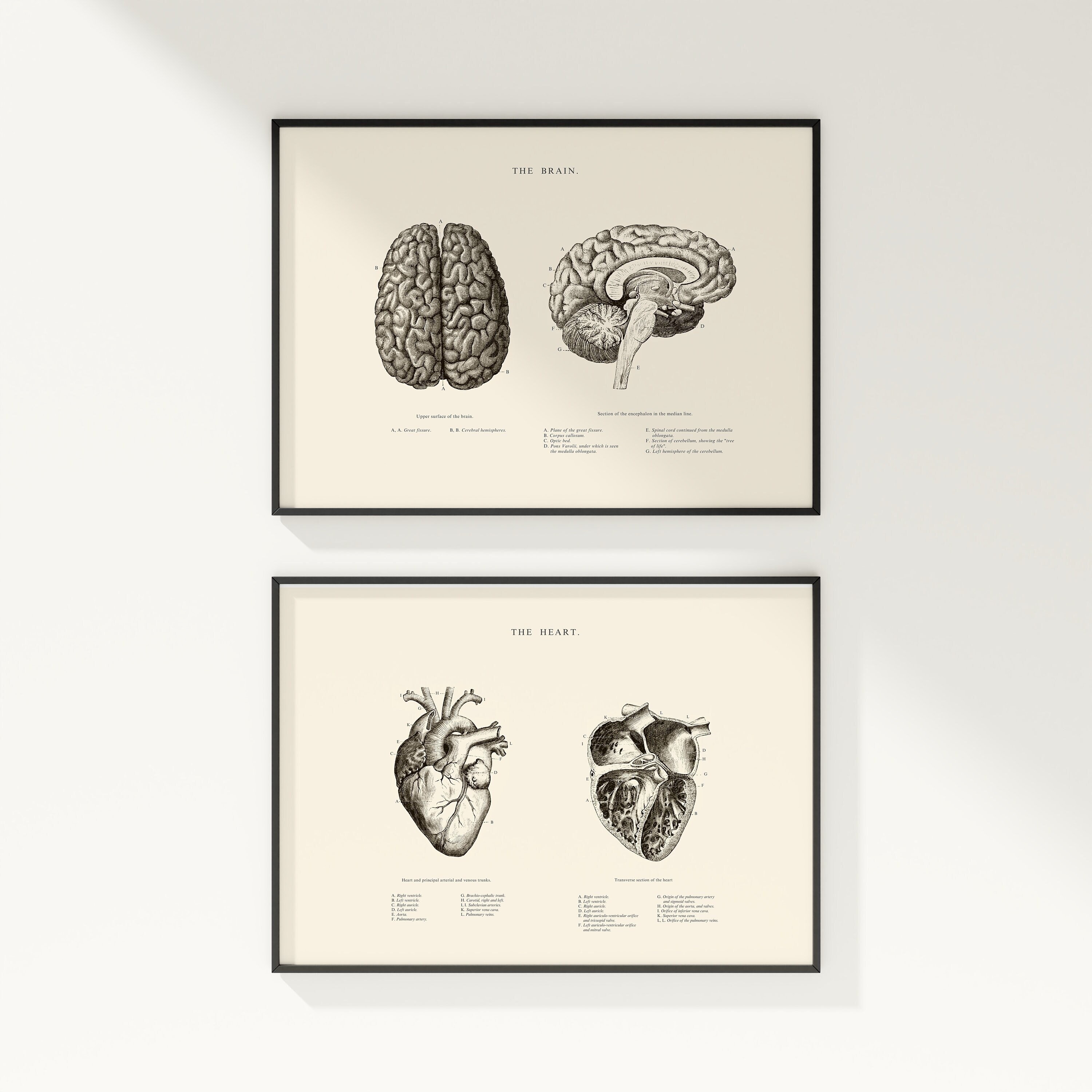Anatomical Heart - Anatomical Brain - Set of 2 - Anatomical Heart Print - Printable Wall Art - Vintage Human Anatomy - Scientific Poster