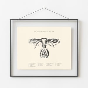 Female Anatomy Print - Printable Wall Art -  Gynecology Wall Art - Gynecologist Gift - Vintage Anatomy - Uterus - Ovaries -Scientific Poster