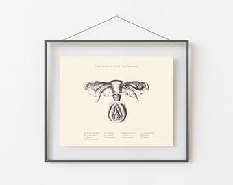 Vintage Female Anatomy Print – Gynecology Art, Uterus & Ovaries (Digital Download)
