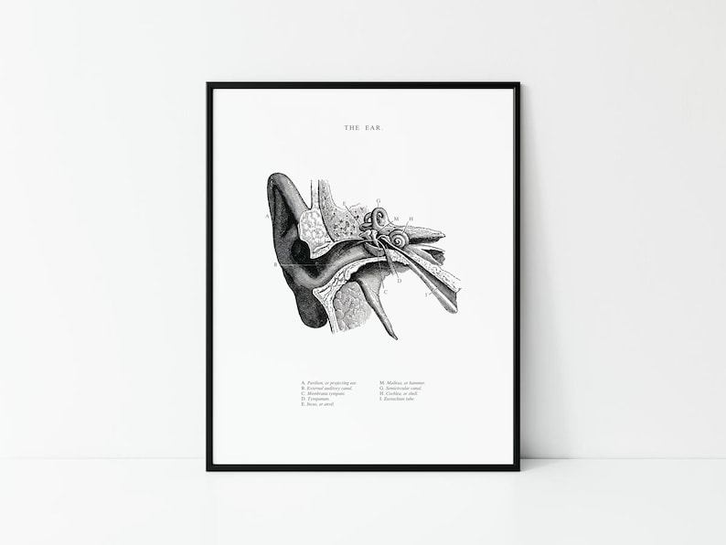 Human Ear Anatomy - Human Anatomy Printable - Vintage Anatomy - Black ...