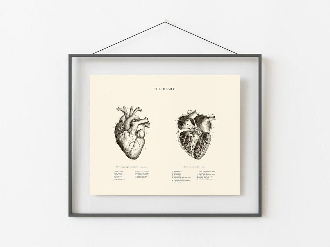 Anatomical Heart Vintage Art Print: Human Anatomy Poster (digital ...