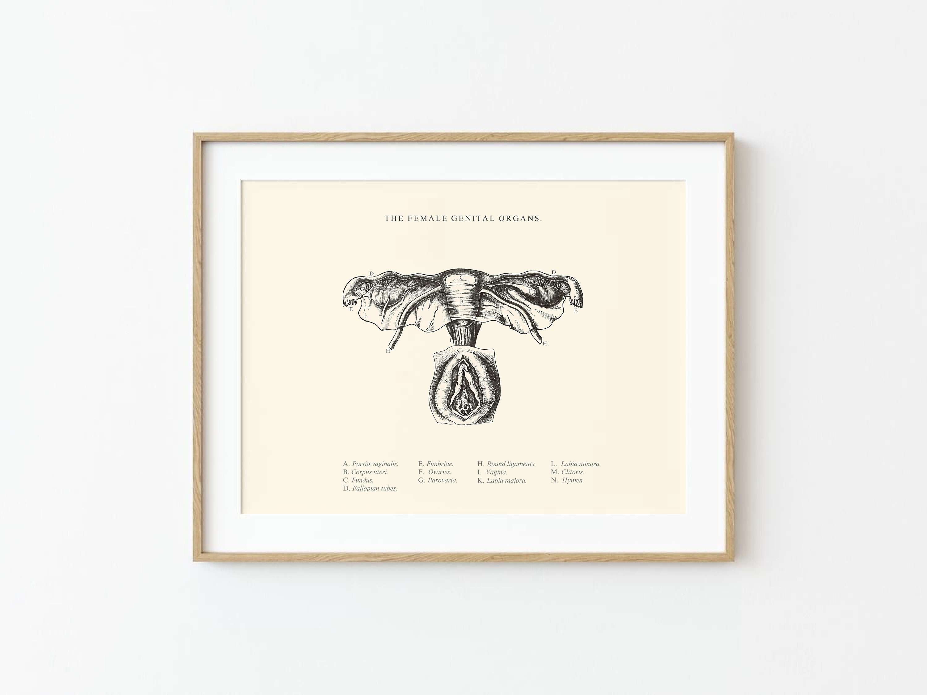 Female Anatomy Print - Printable Wall Art - Gynecology Wall Art ...