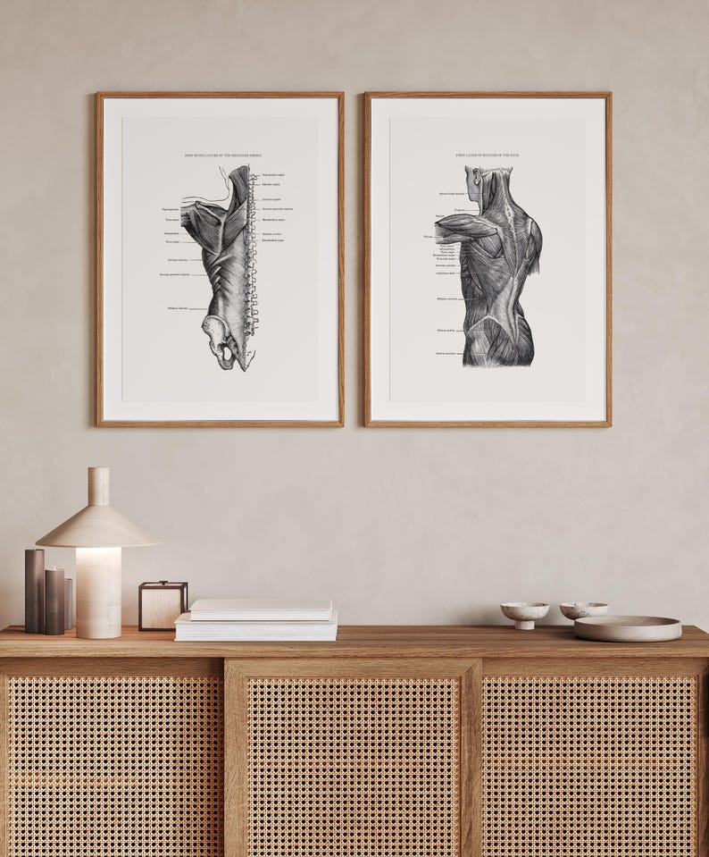 Vintage Anatomy Print: Muscles of the Back and Shoulder (digital ...